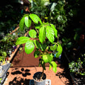 Schefflera Umbrella tree