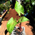 Alocasia Red Imperial