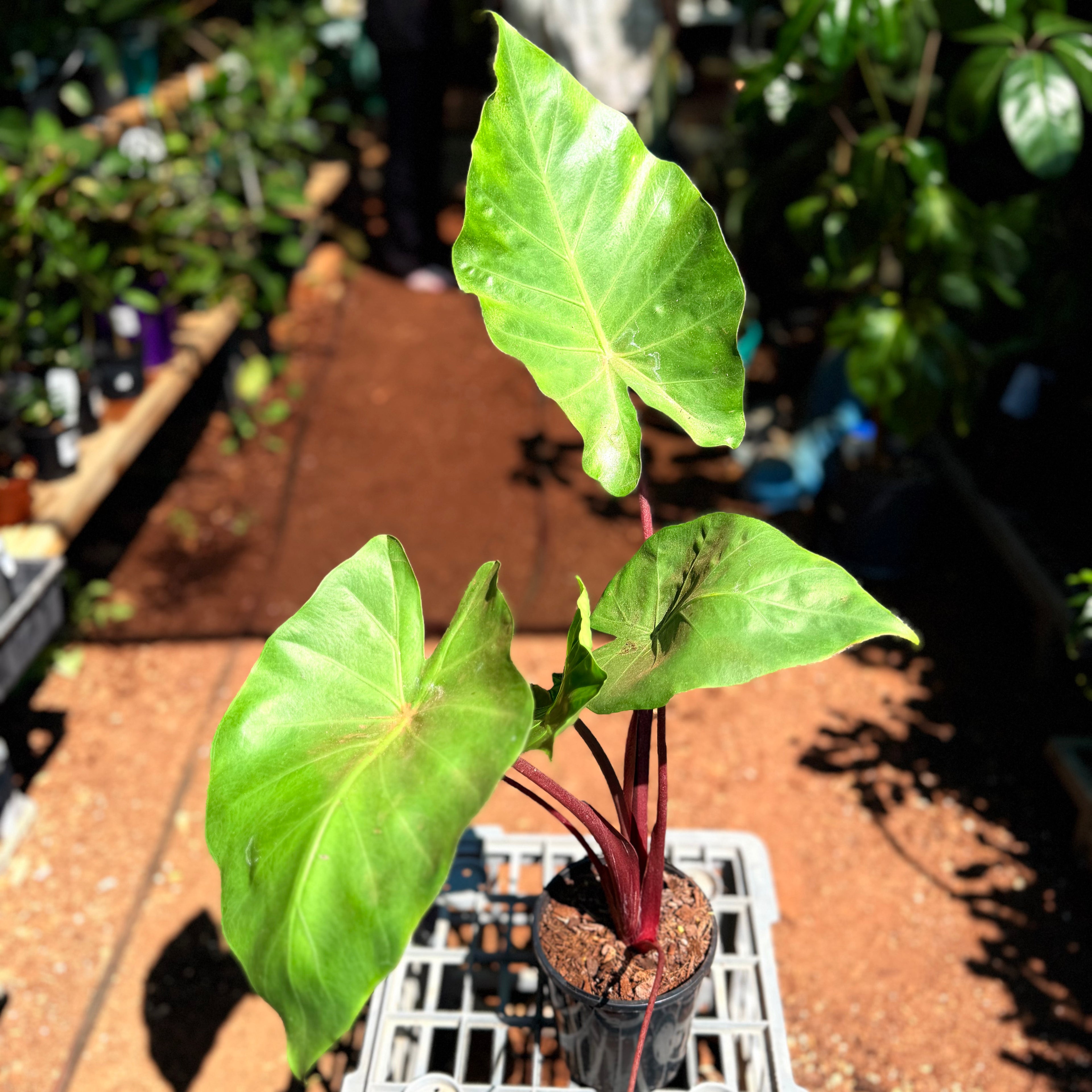 Alocasia Red Imperial