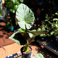 Alocasia Regal shield