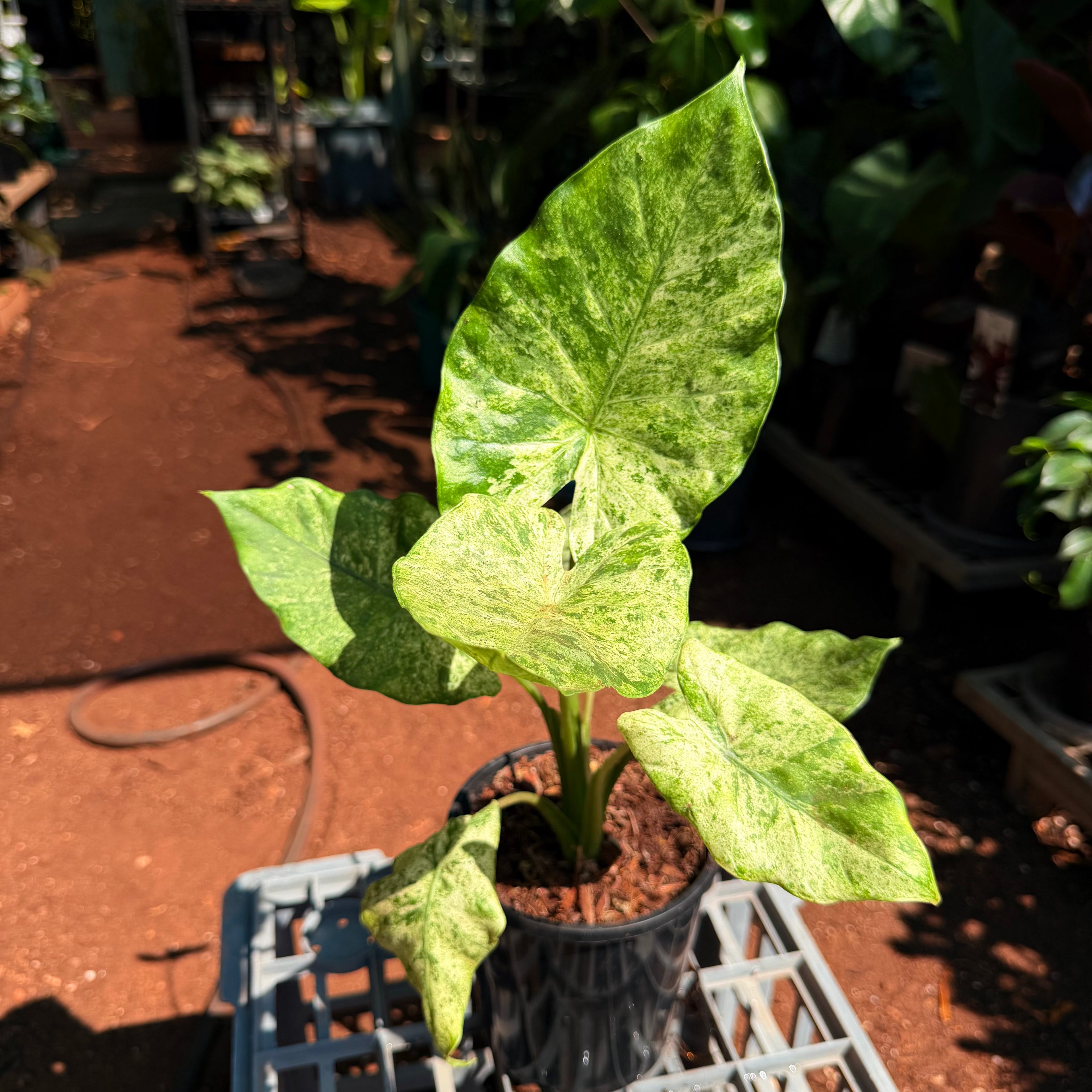 Alocasia Odora Batik