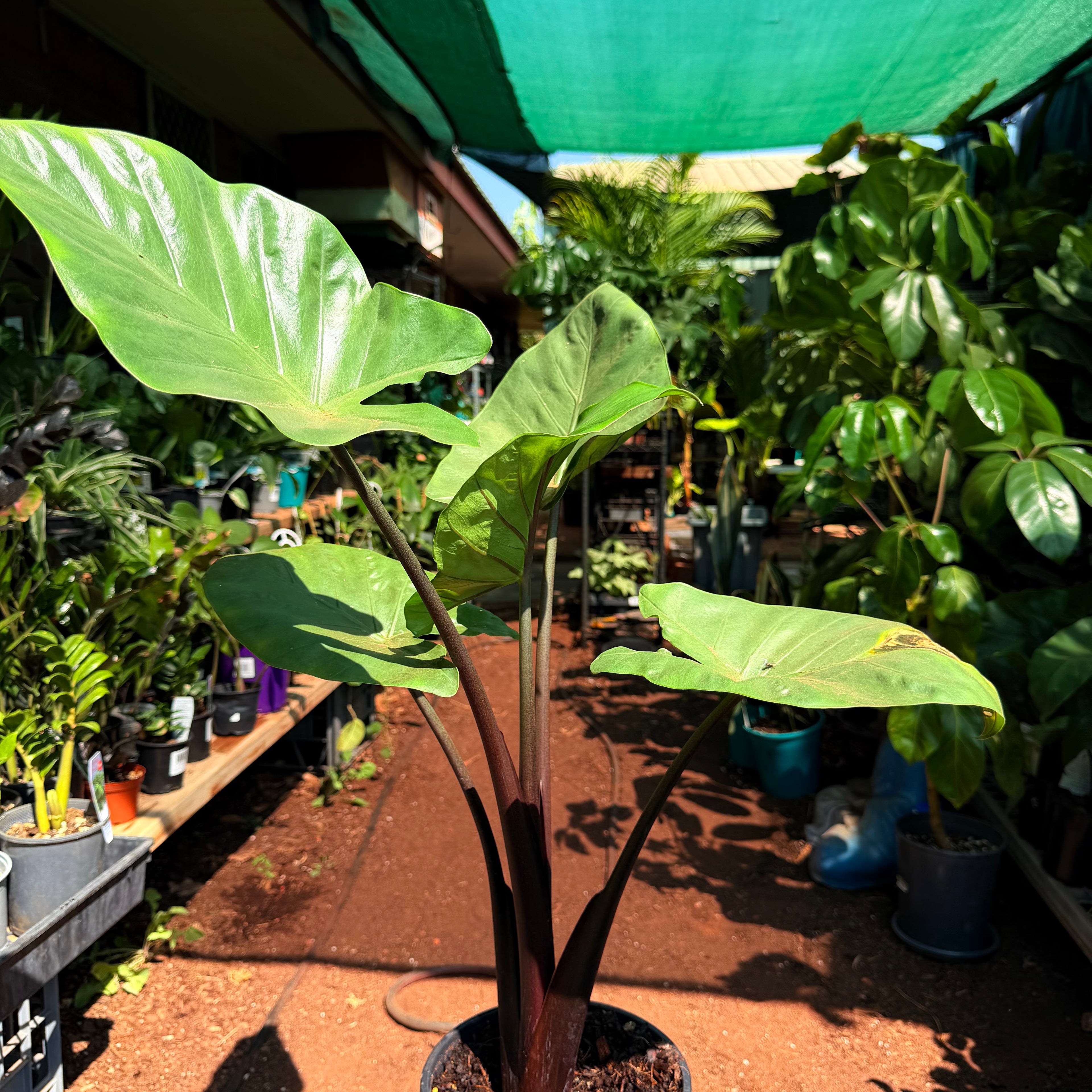 Alocasia Black Stem