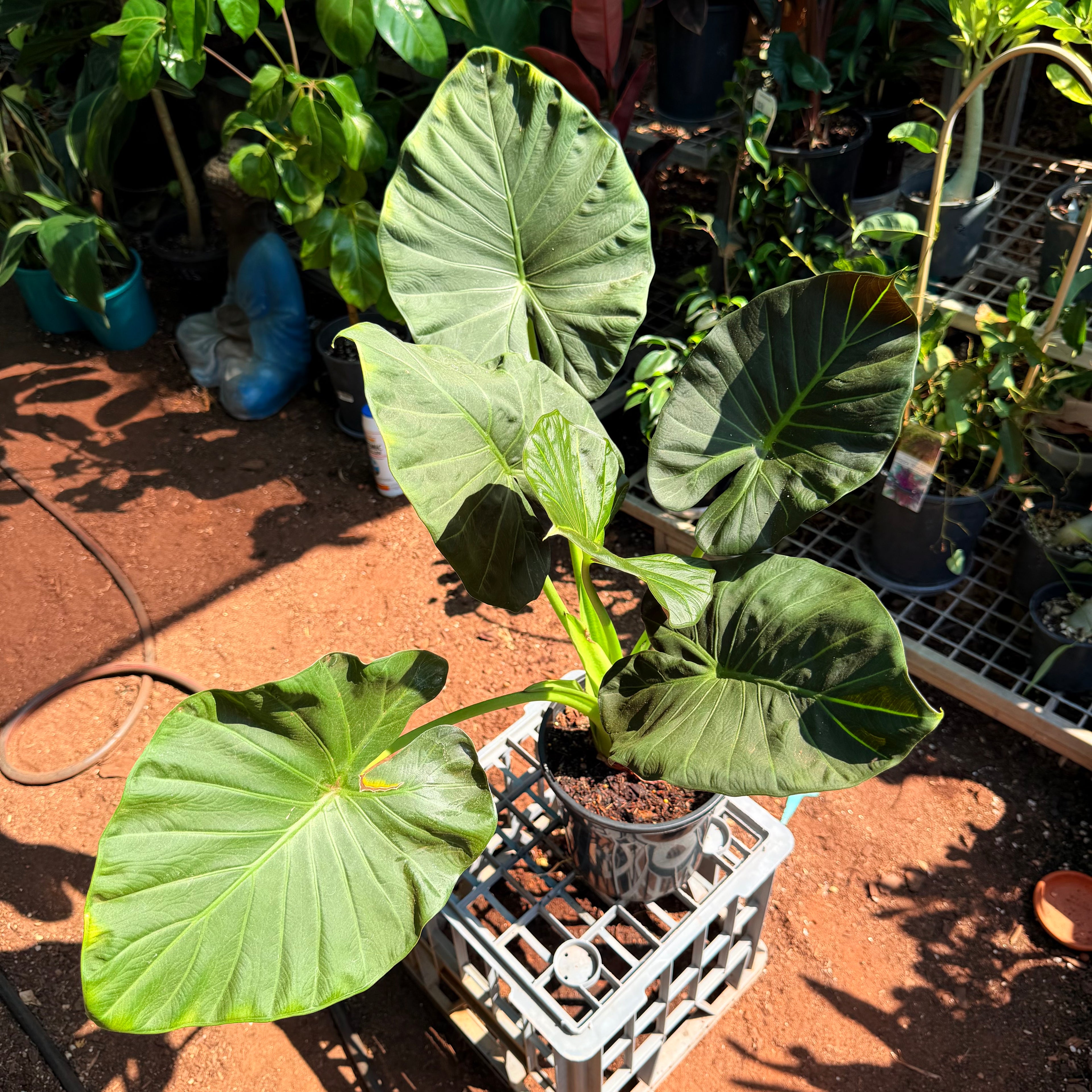 Alocasia Regal shield