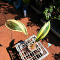 Aspidistra Elatior Variegated Cast Iron