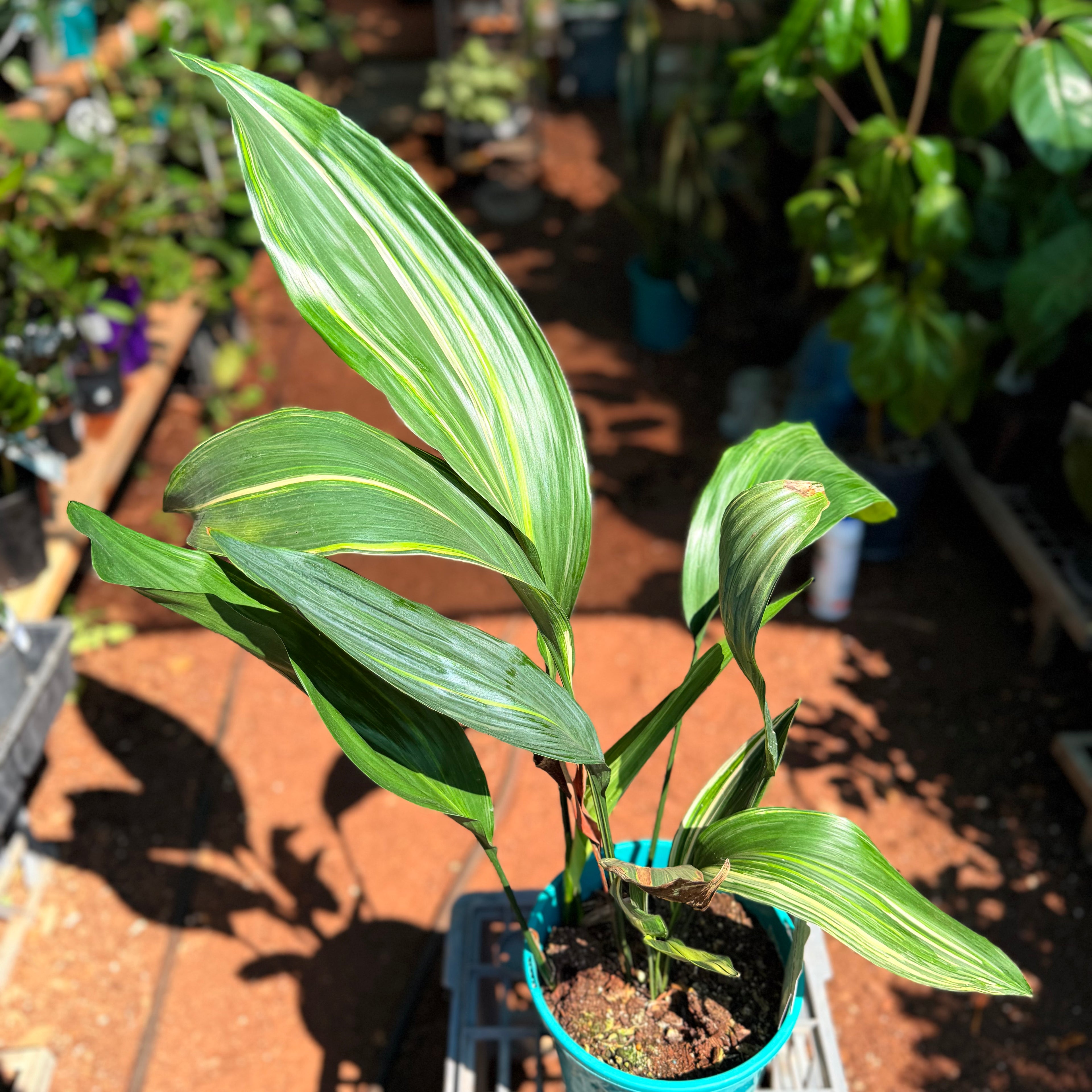 Aspidistra Elatior REDUCED