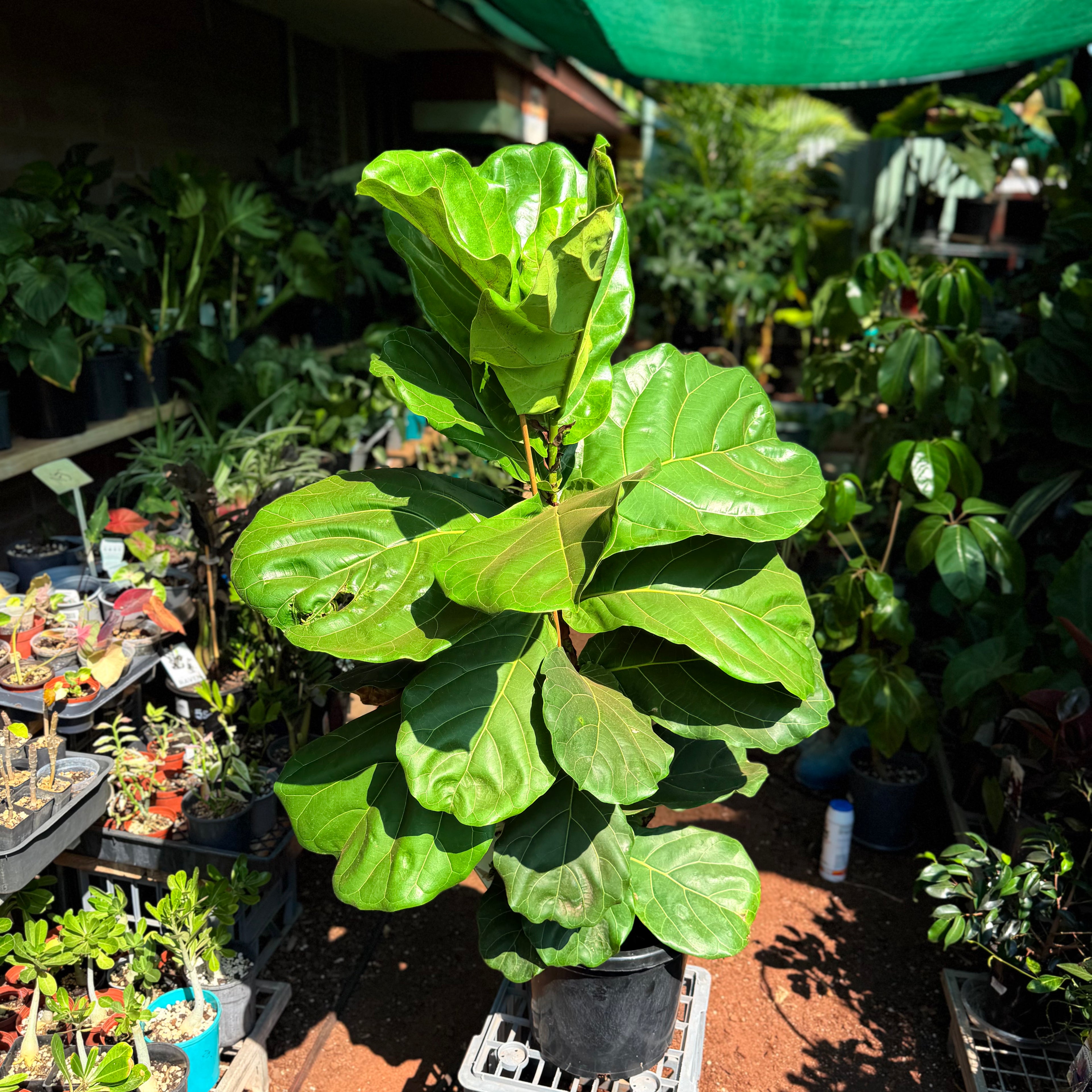 Ficus Lyrata