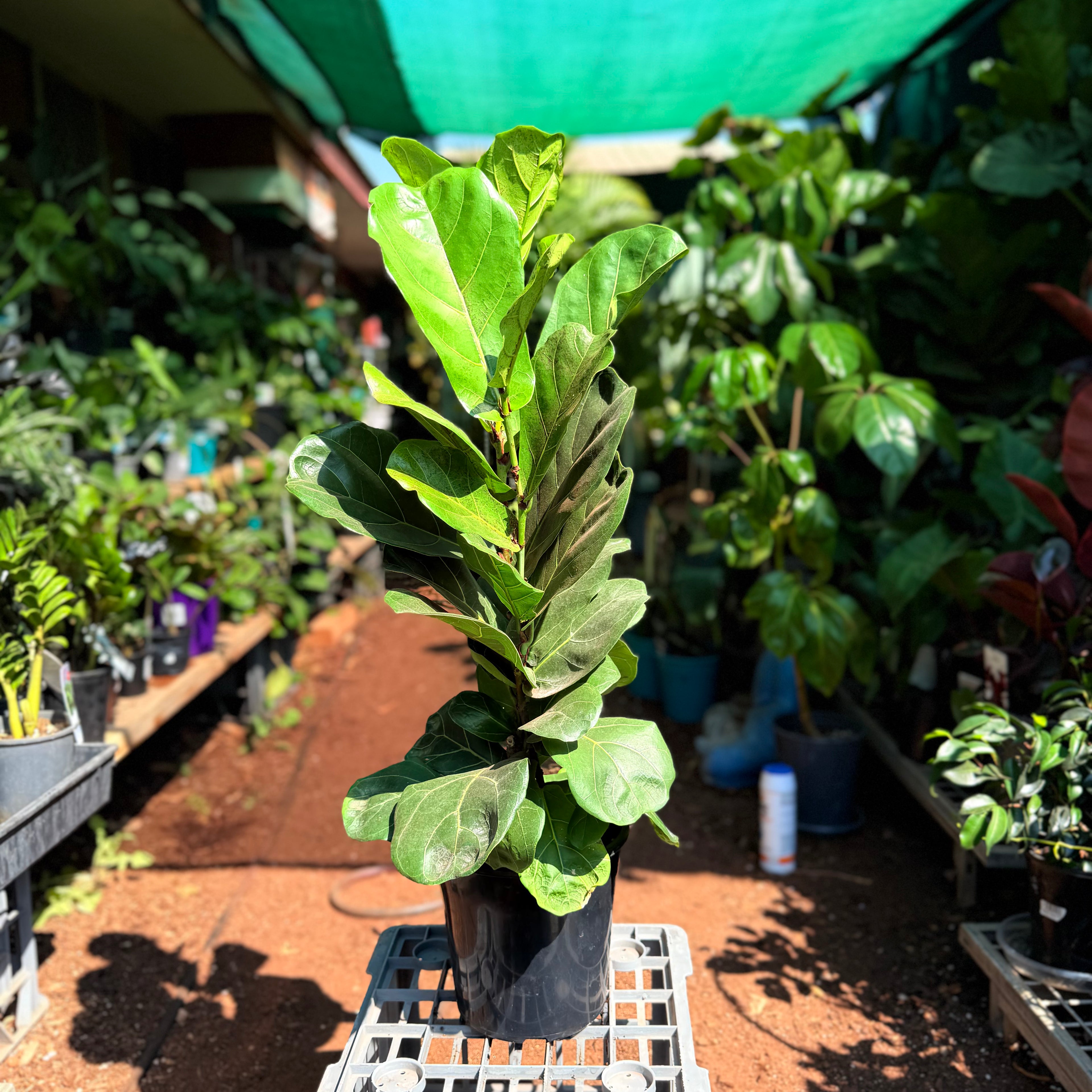 Ficus Lyrata