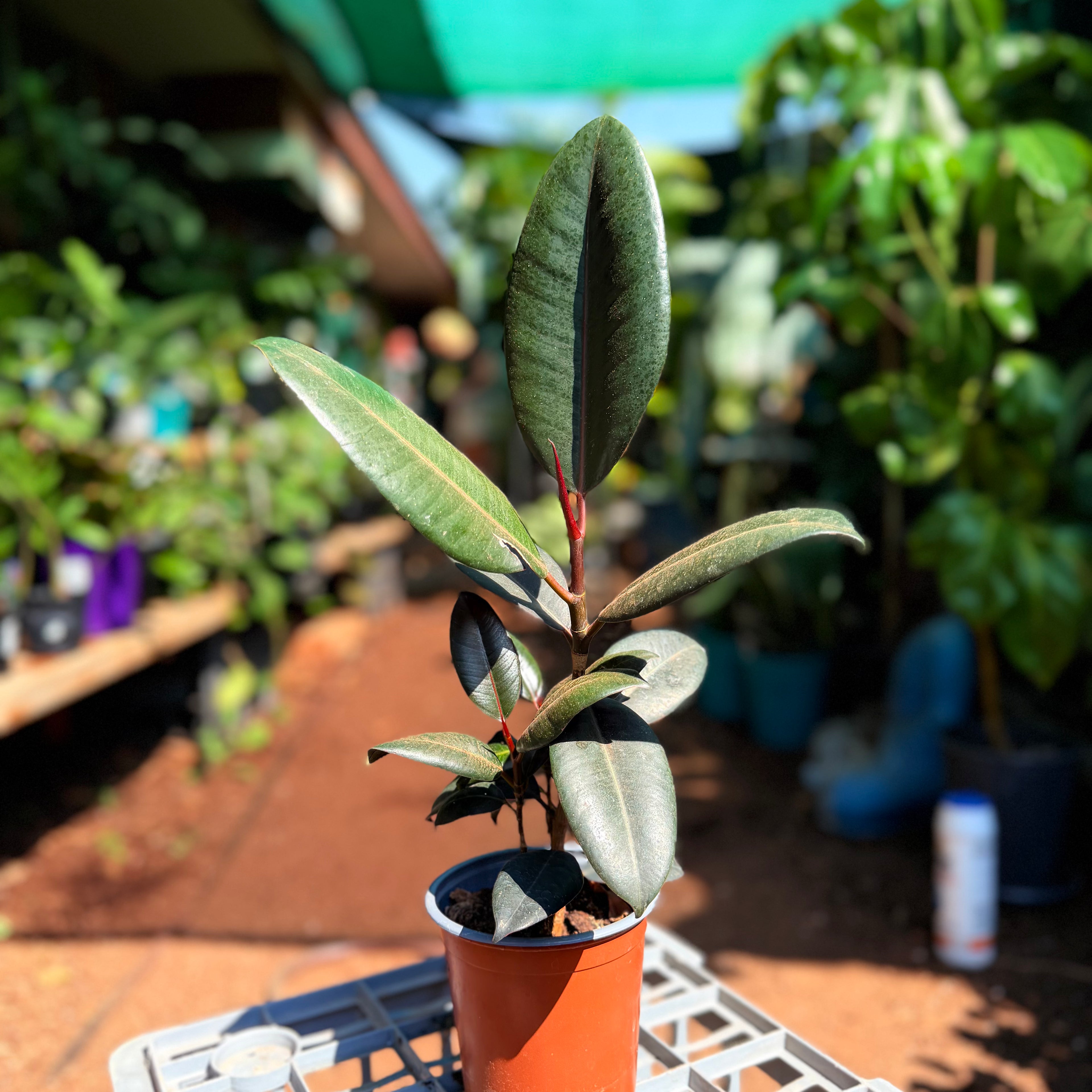 Ficus Elastica Burgundy