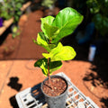 Ficus Lyrata