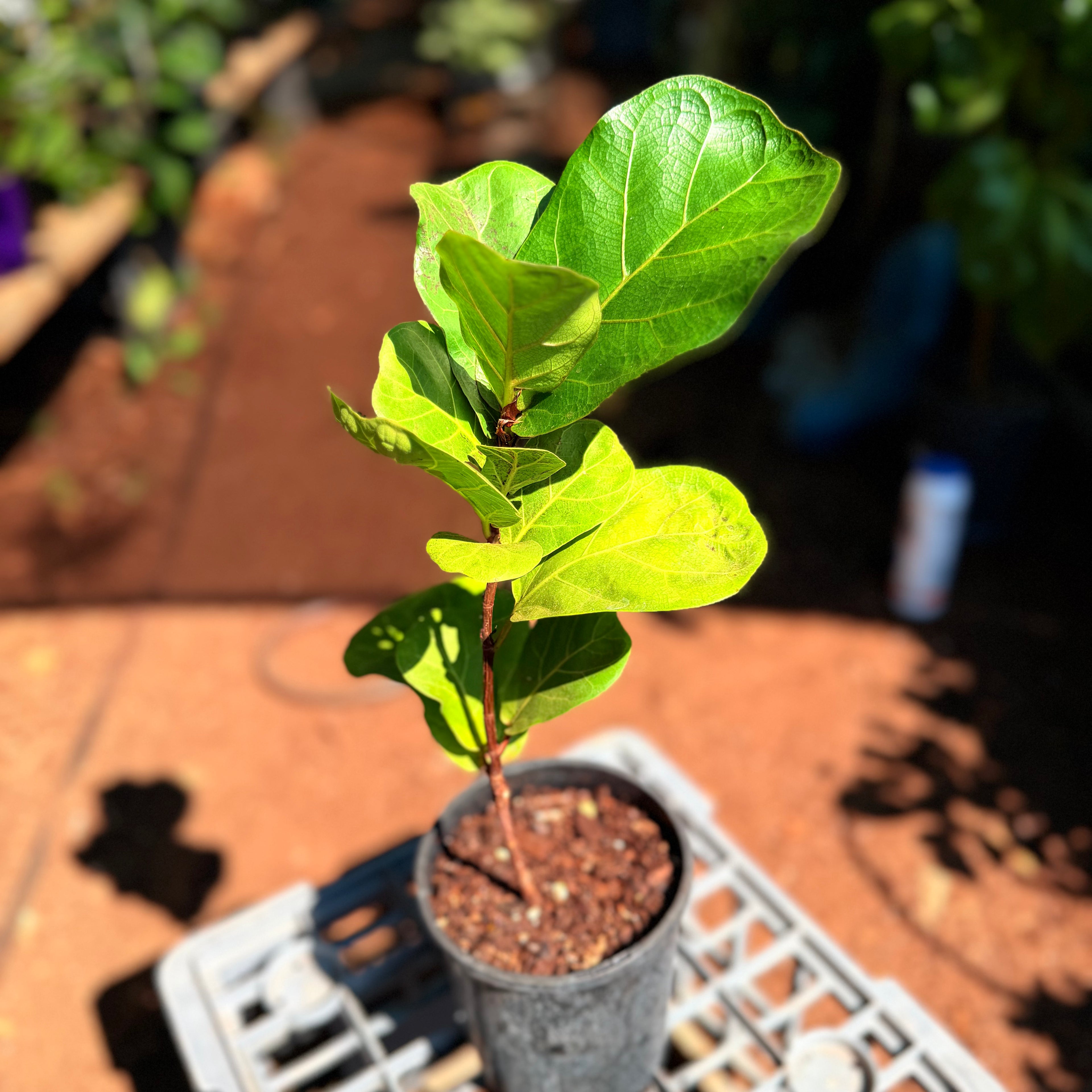 Ficus Lyrata