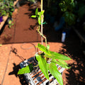 Philodendron Mexicanum