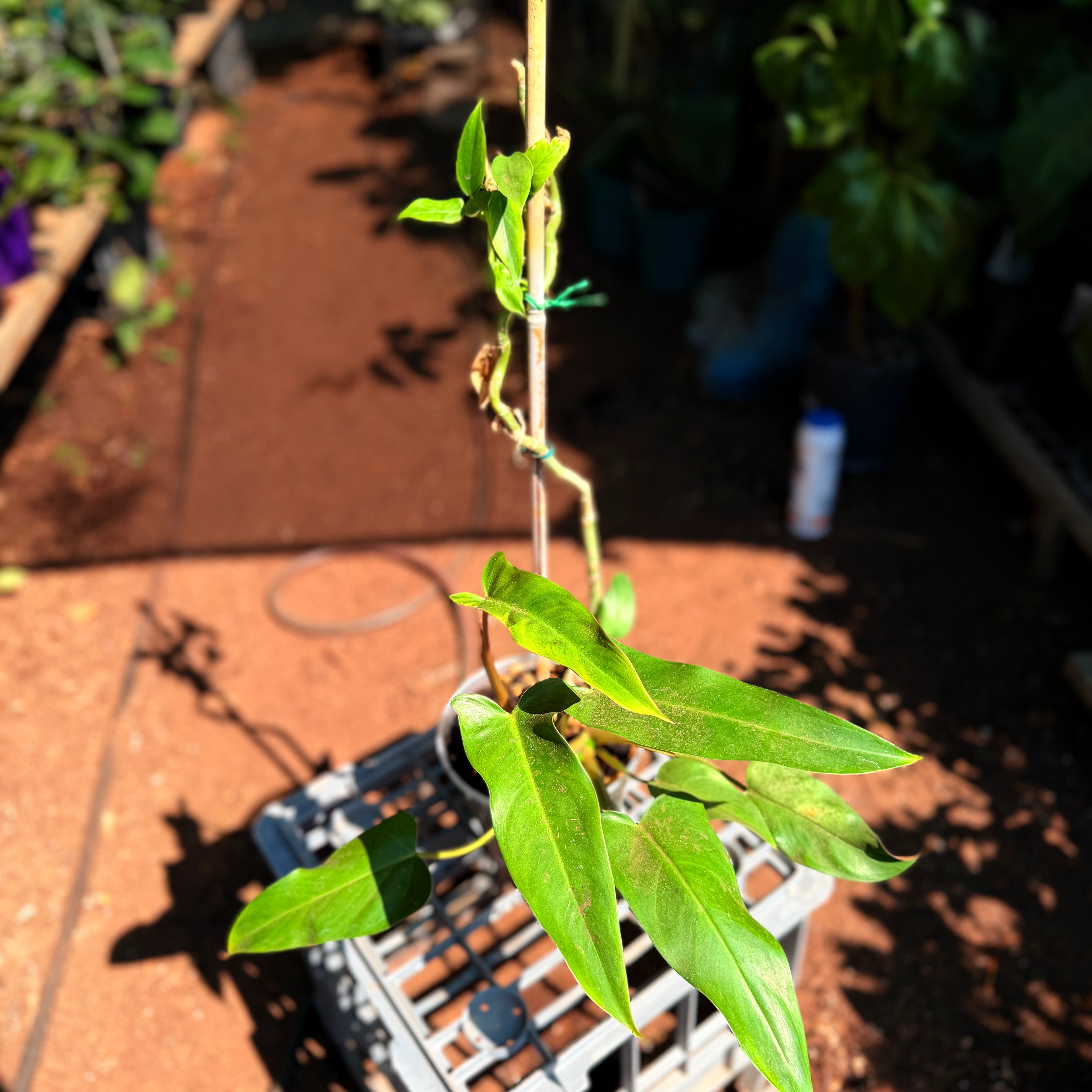 Philodendron Mexicanum