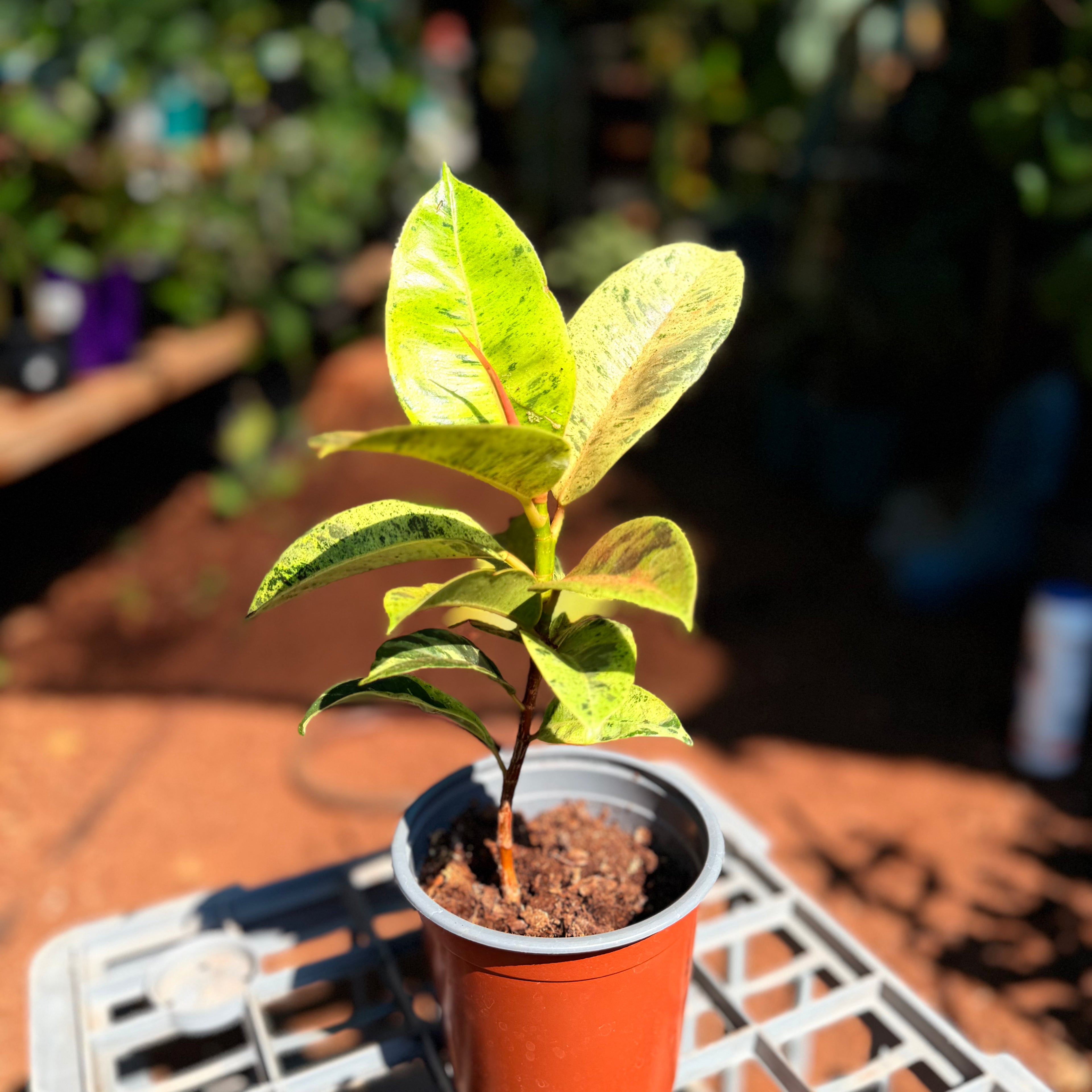 Ficus Elastica Shivereana