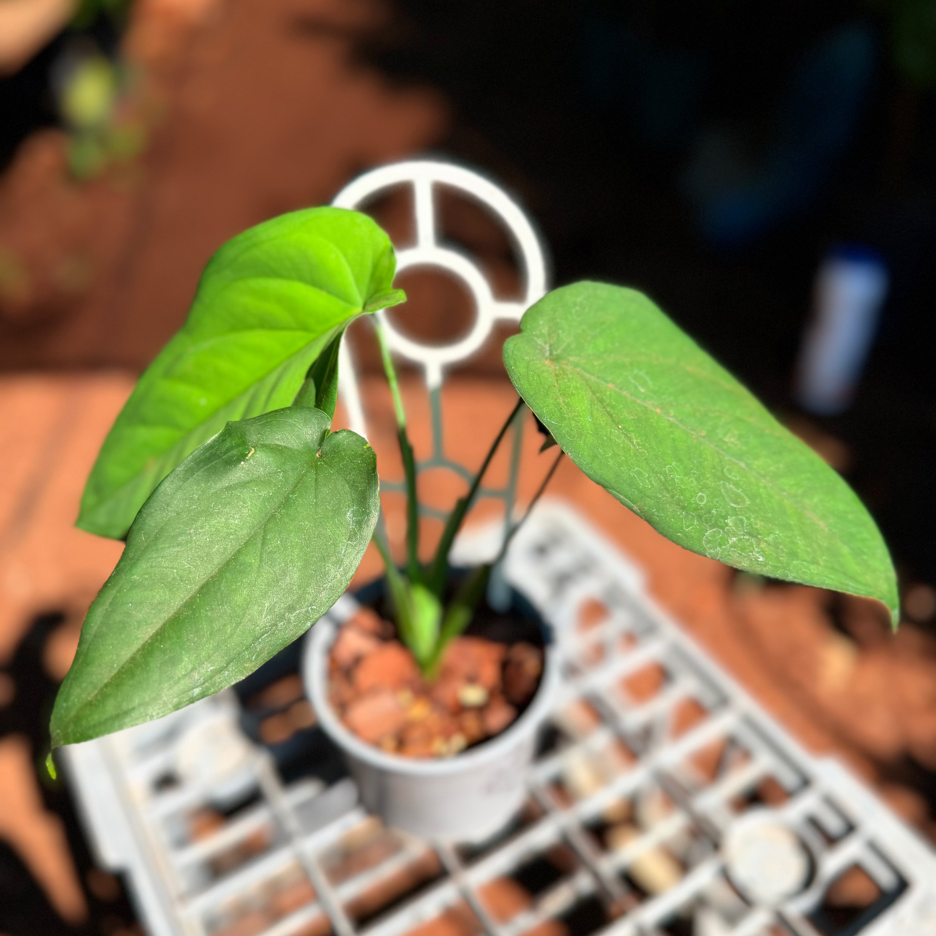 Syngonium Chiapense