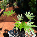 Fatsia Japonica 'Spider's Web'