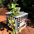 Philodendron Cream Splash