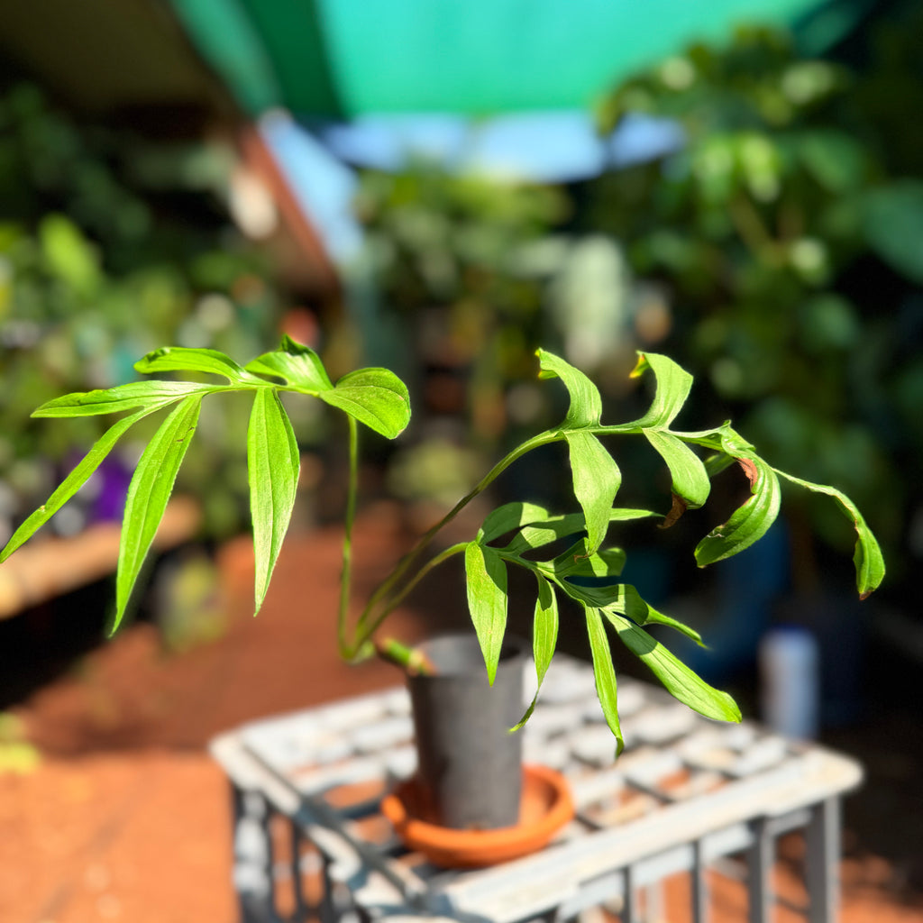Monstera Subpinnata