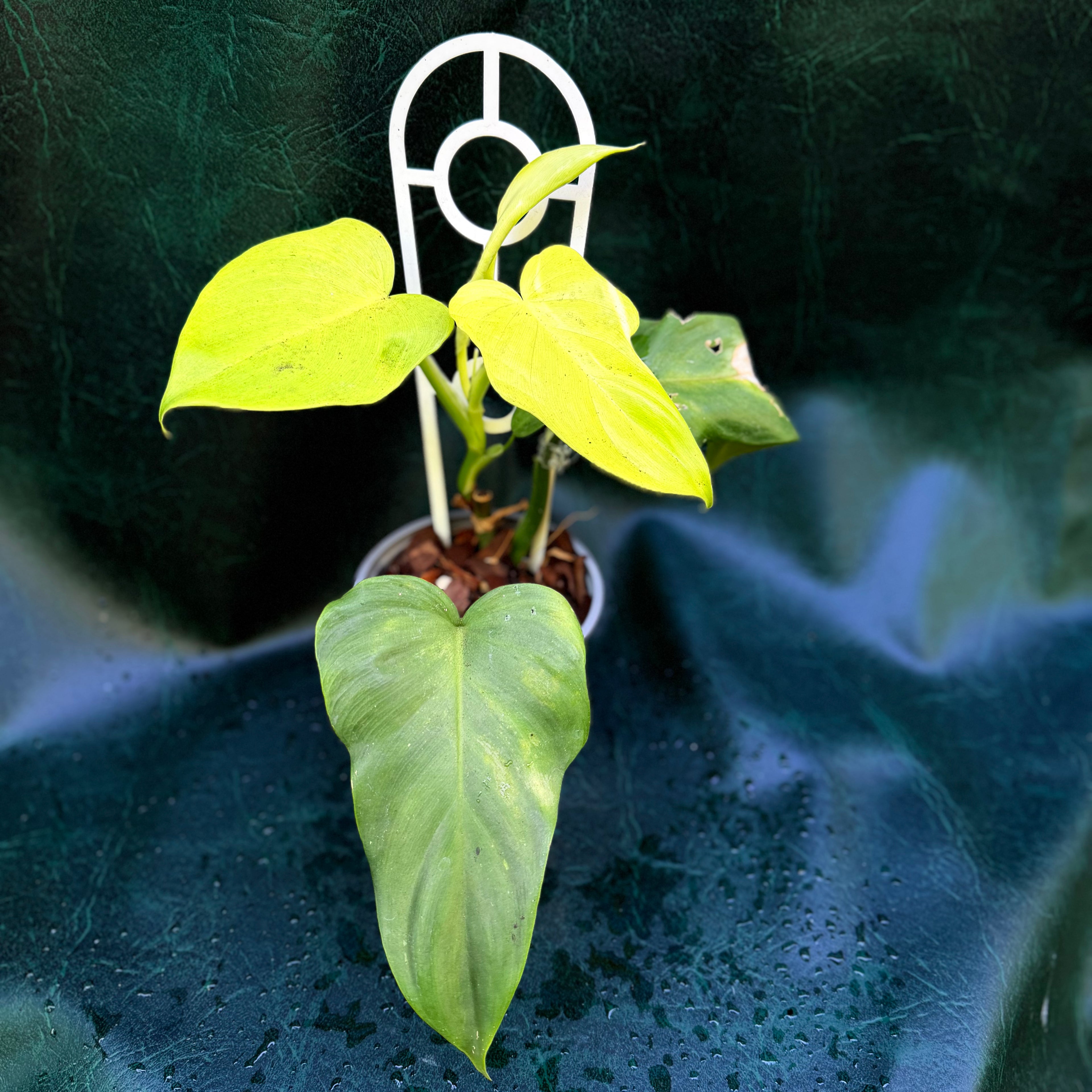 Philodendron Golden Violin