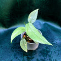 Epipremnum Pinnatum 'Cebu Blue'