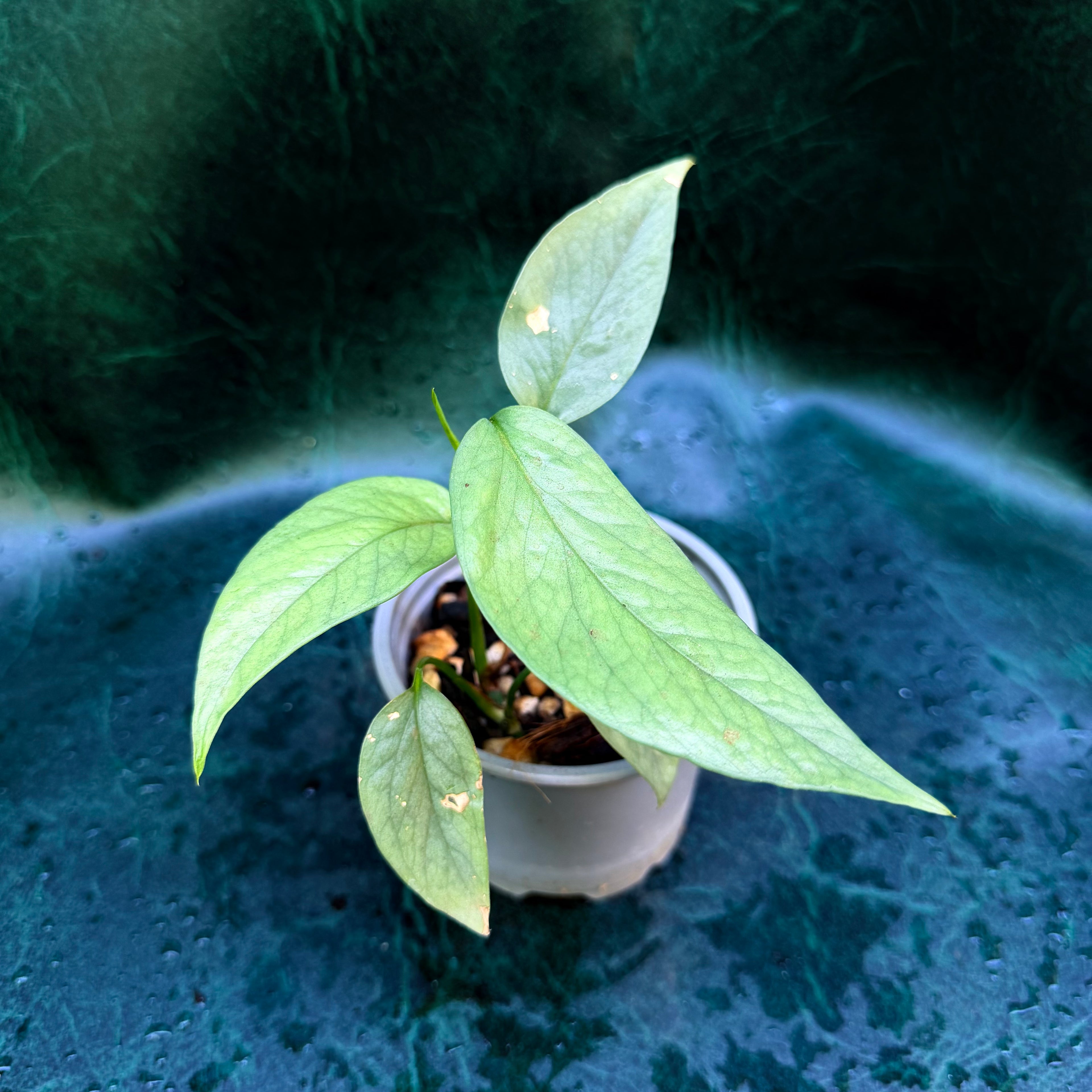 Epipremnum Pinnatum 'Cebu Blue'