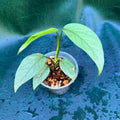 Epipremnum Pinnatum 'Cebu Blue'