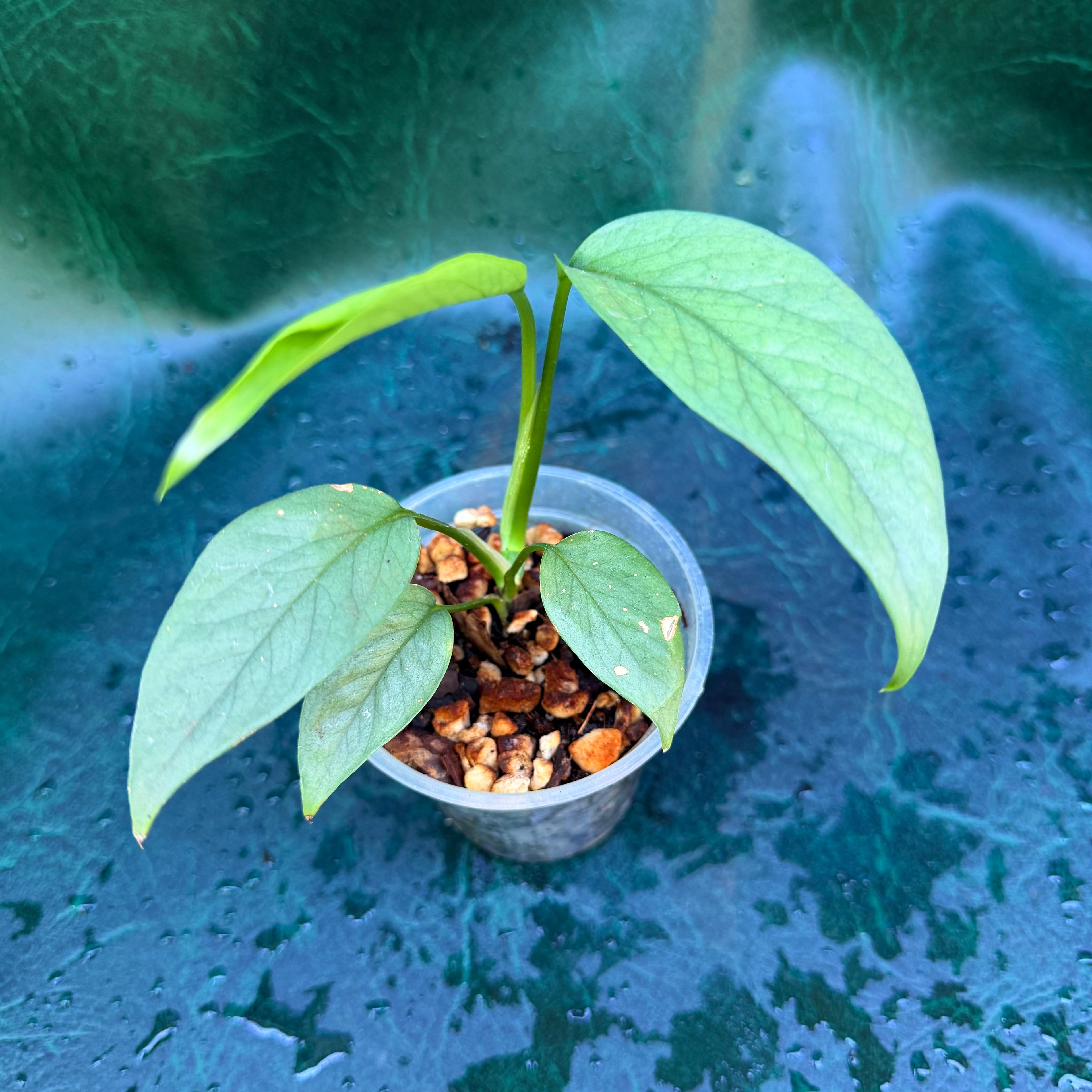 Epipremnum Pinnatum 'Cebu Blue'