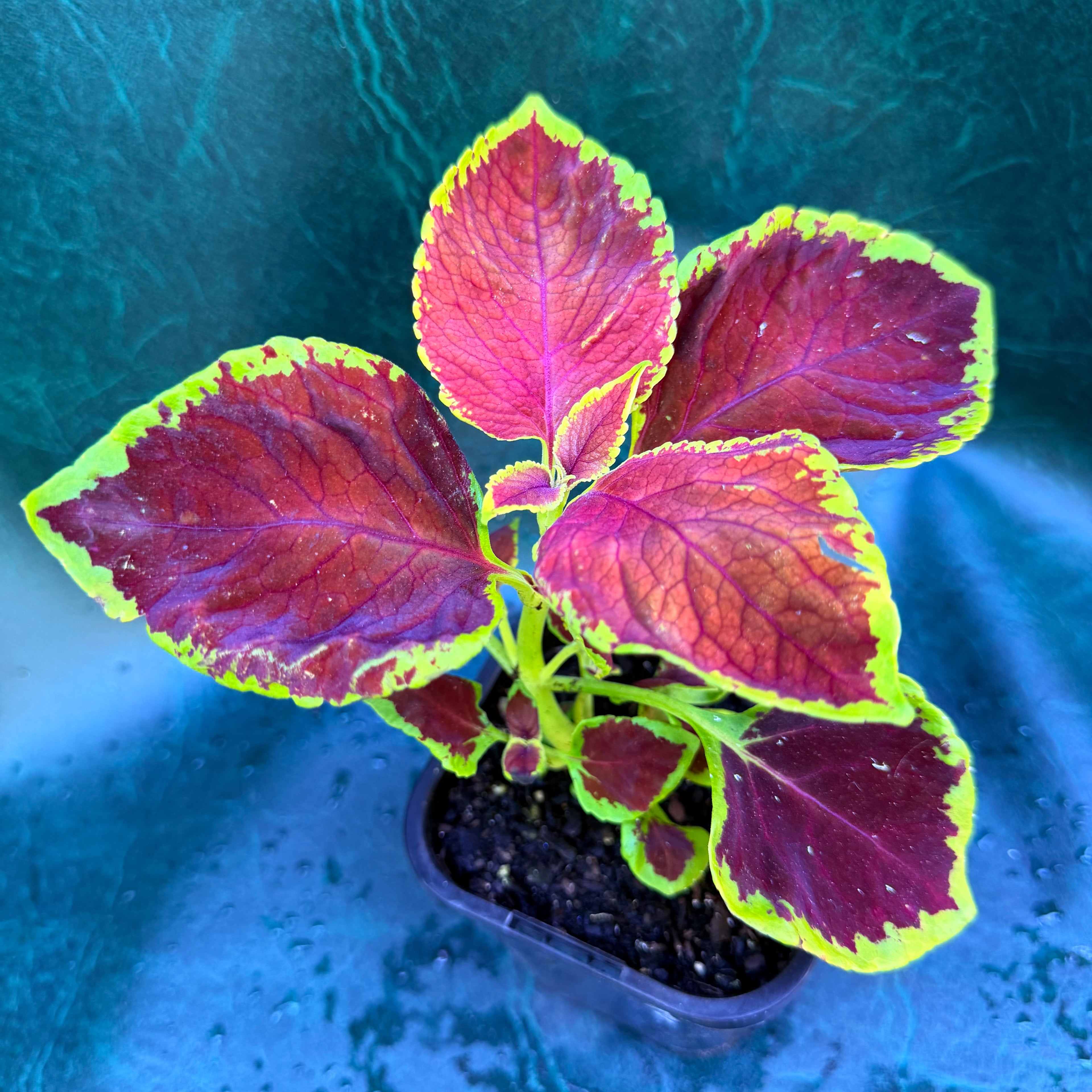 ColeusChocolate Mint