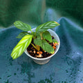 Ctenanthe sp