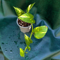 Epipremnum Aurea 'Devil's ivy'