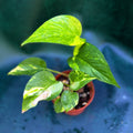 Epipremnum Aurea