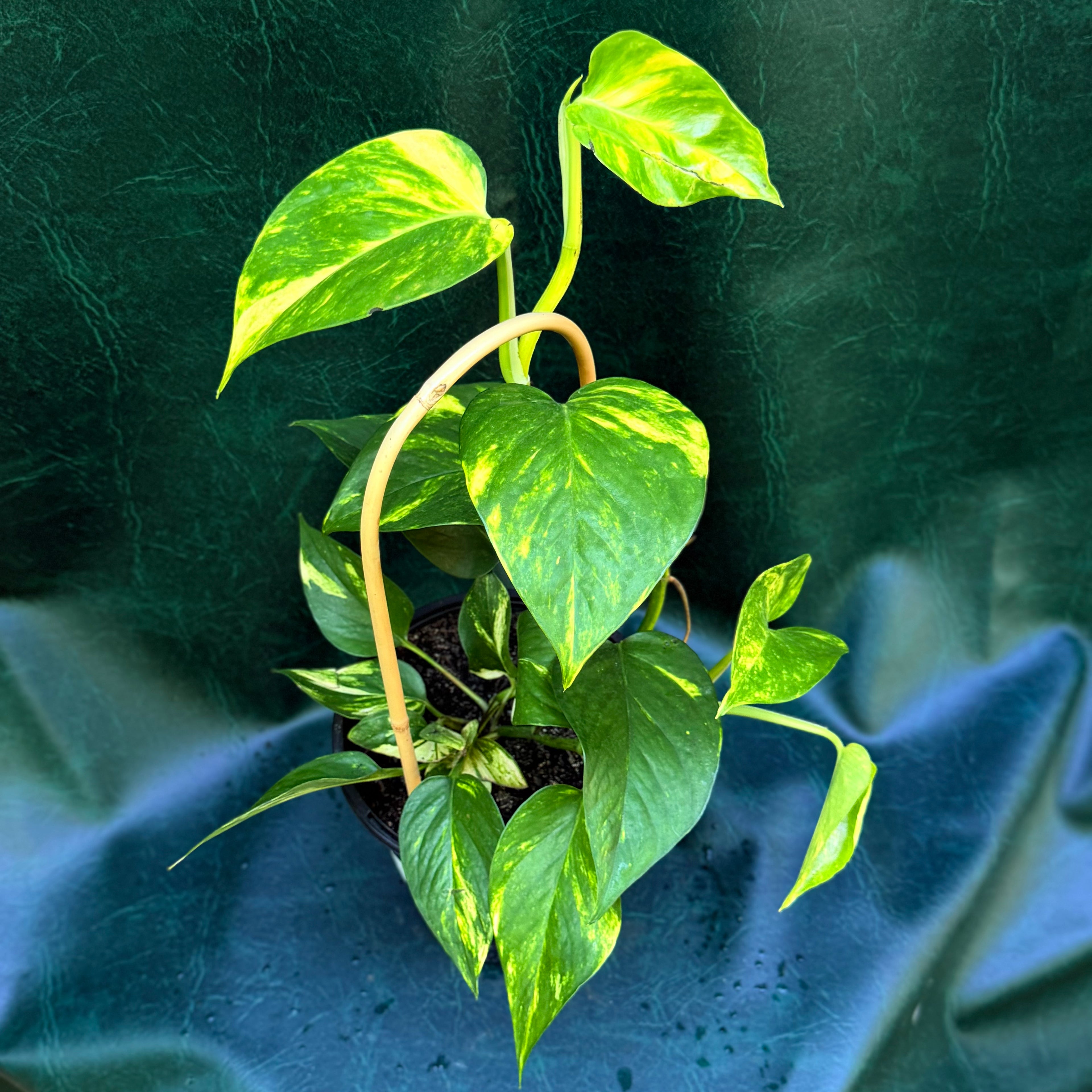 Epipremnum Aurea 'Devils' ivy'