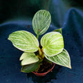 Philodendron Birkin