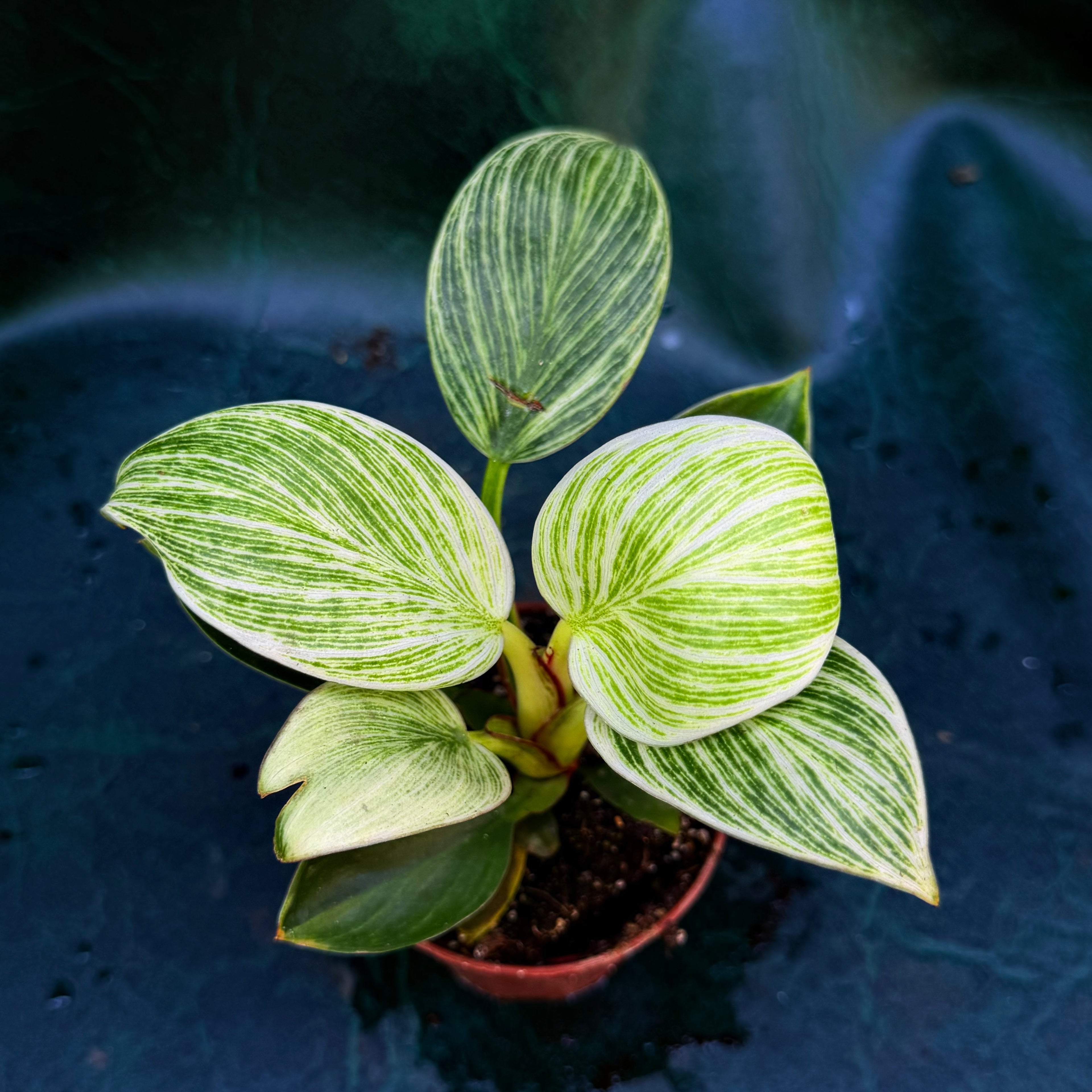 Philodendron Birkin