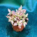 Fittonia sp.