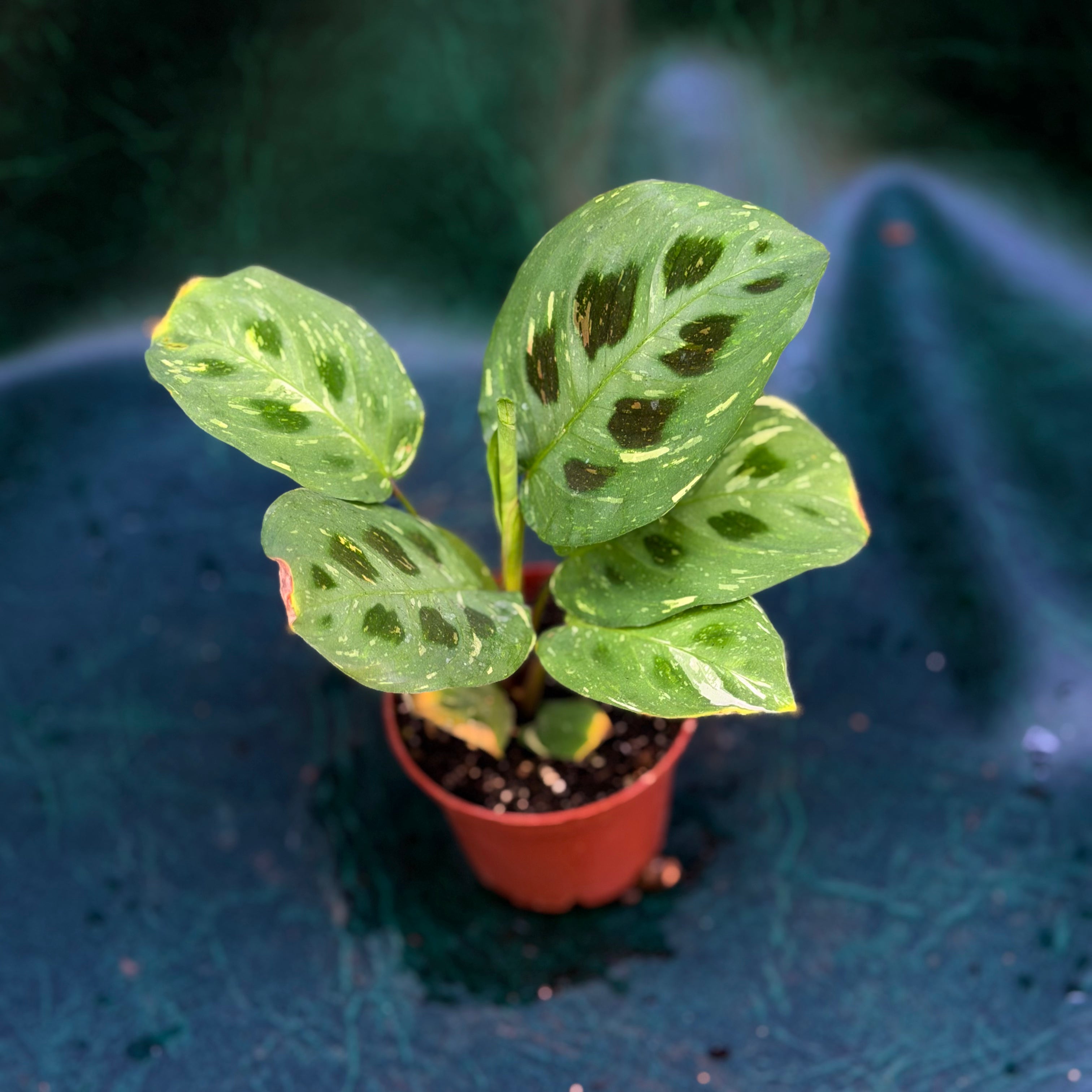 Maranta Leuconeura variegata