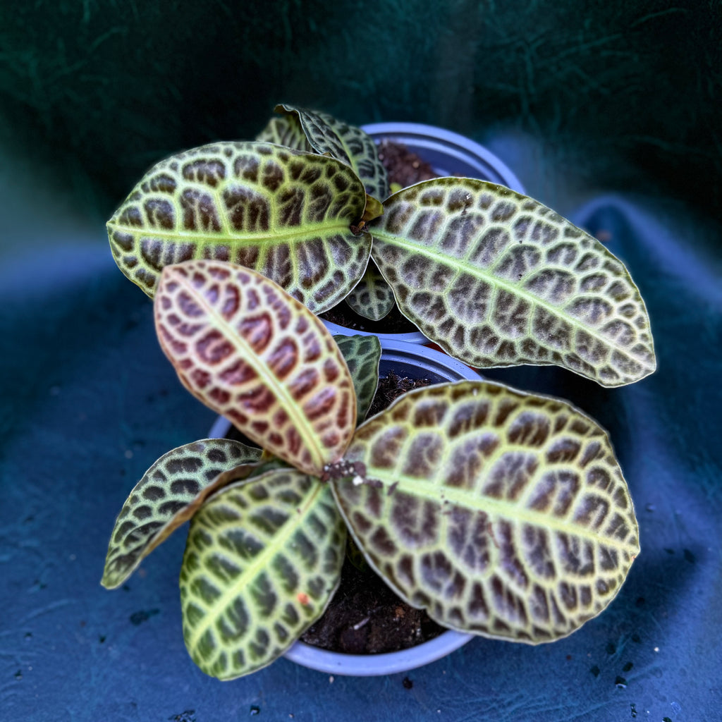 Labisia Pumila 'Turtleback'