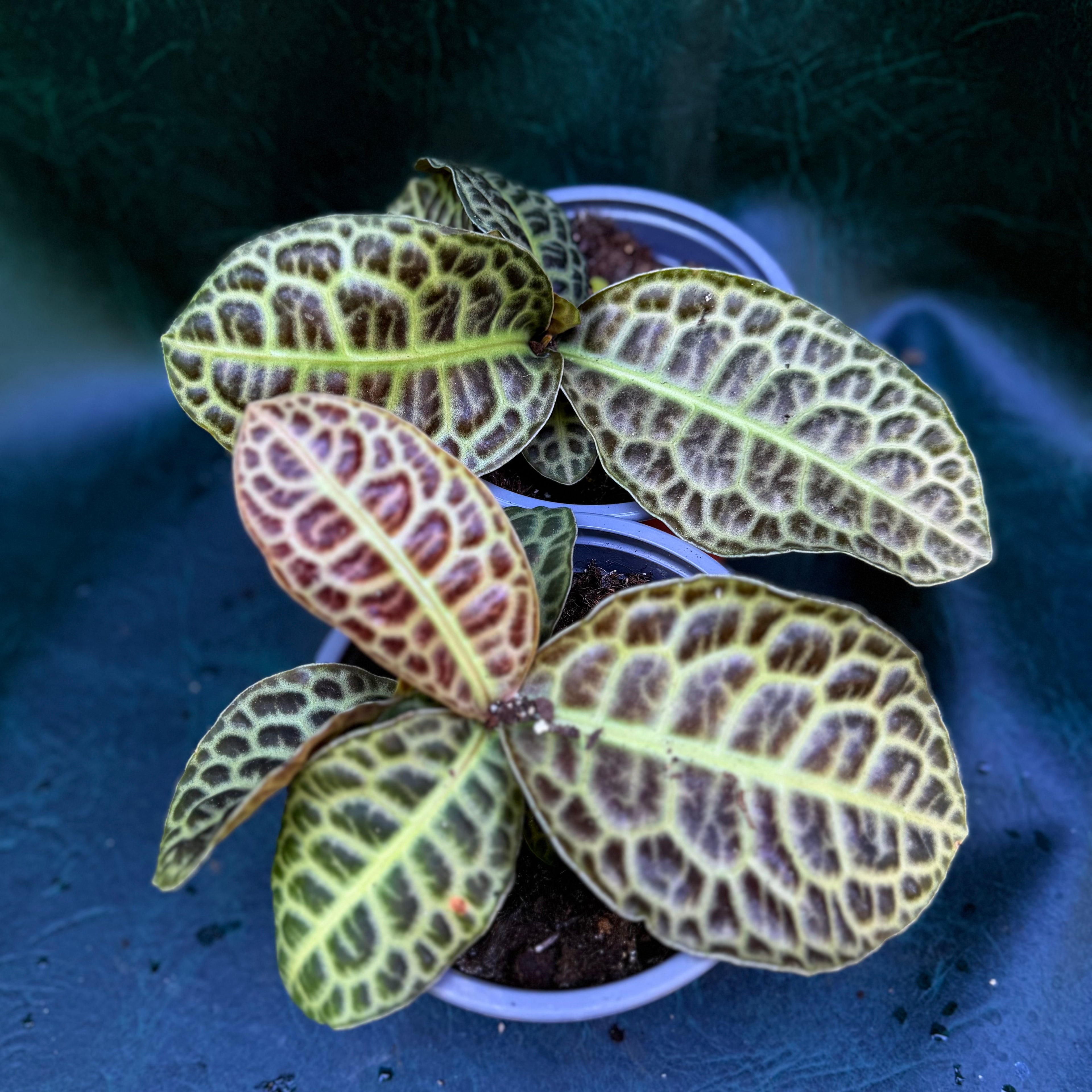 Labisia Pumila 'Turtleback'