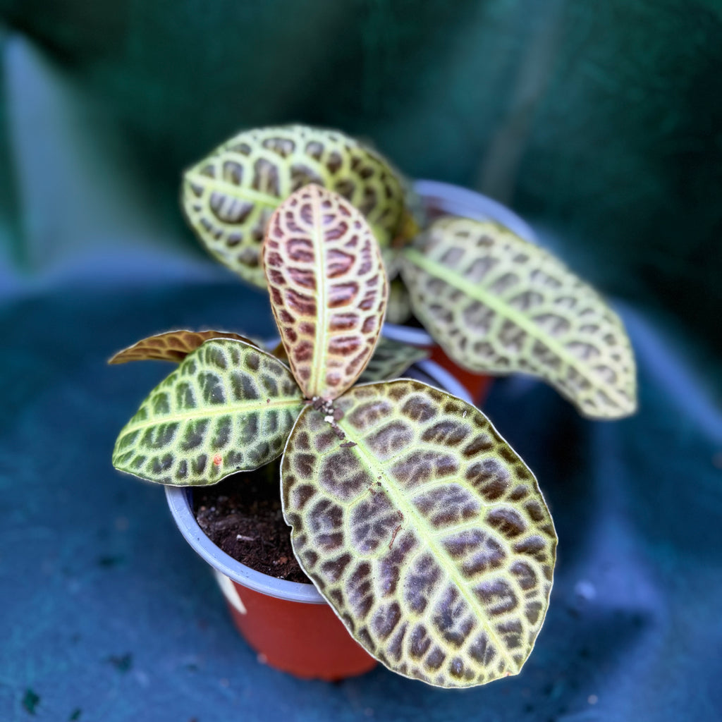 Labisia Pumila 'Turtleback'