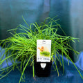 Herb - Pet grass
