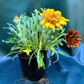 Gazania