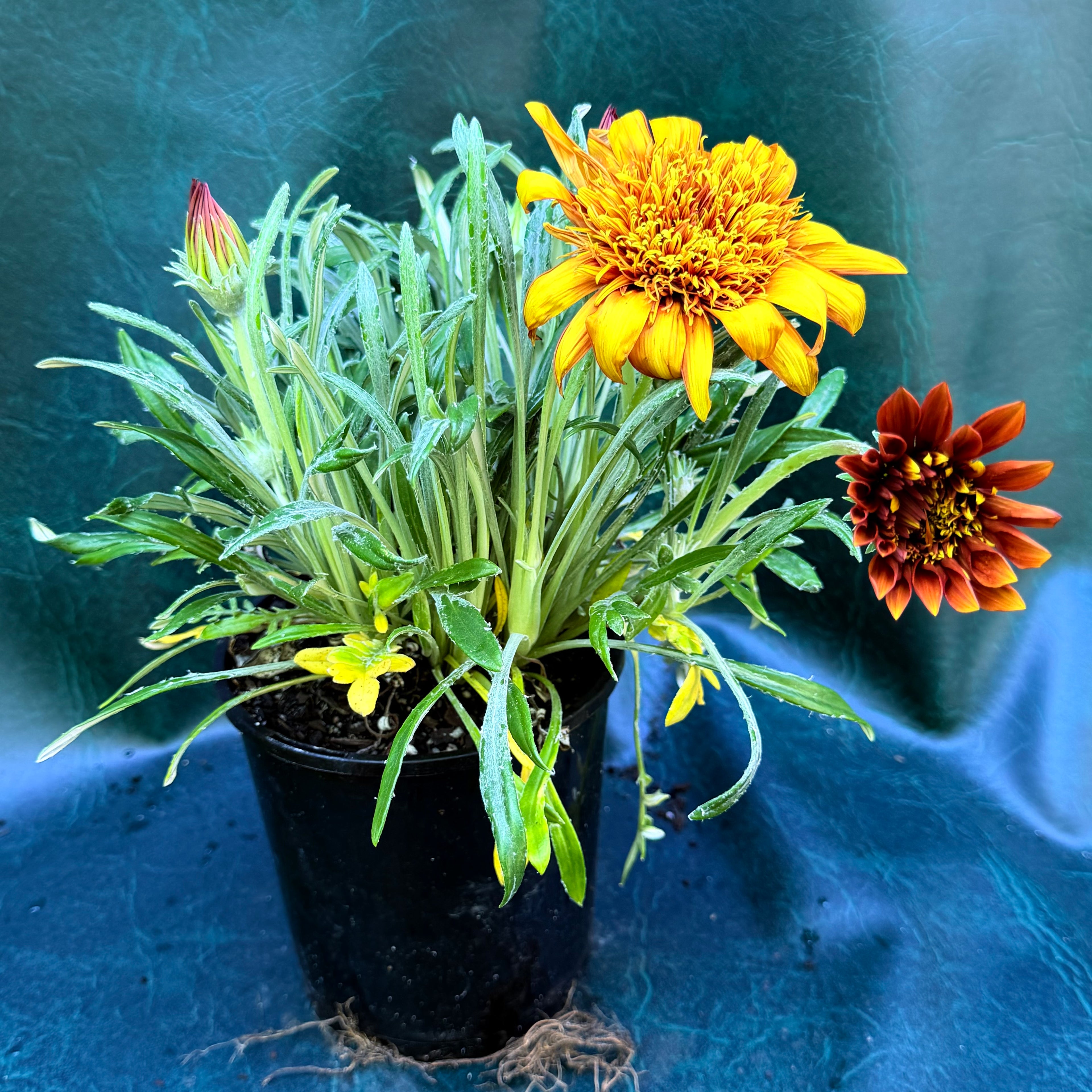 Gazania