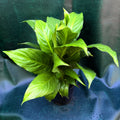 Spathiphyllum Peace Lily