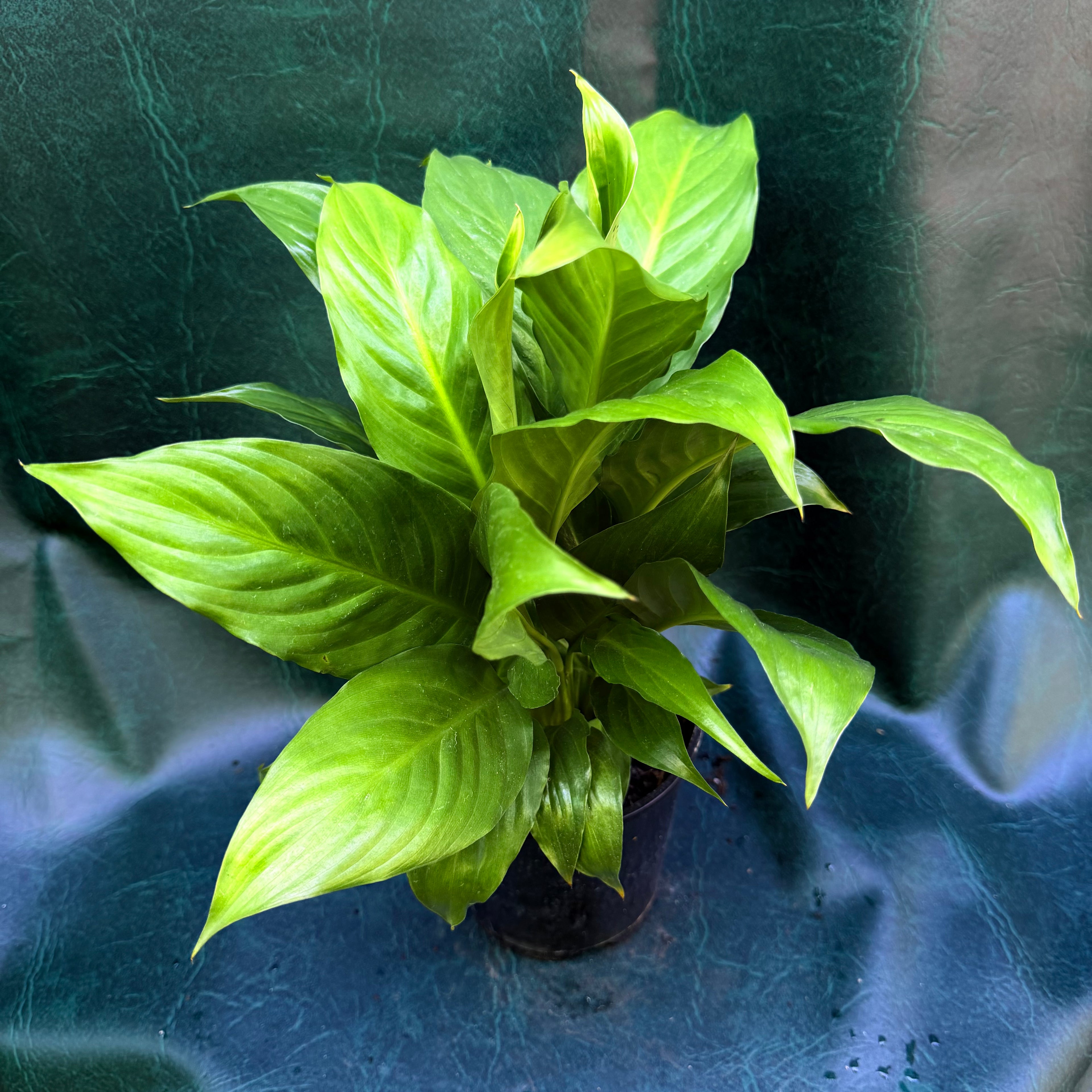 Spathiphyllum Peace Lily