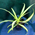 Chlorophytum Comosum 'Spider Plant'