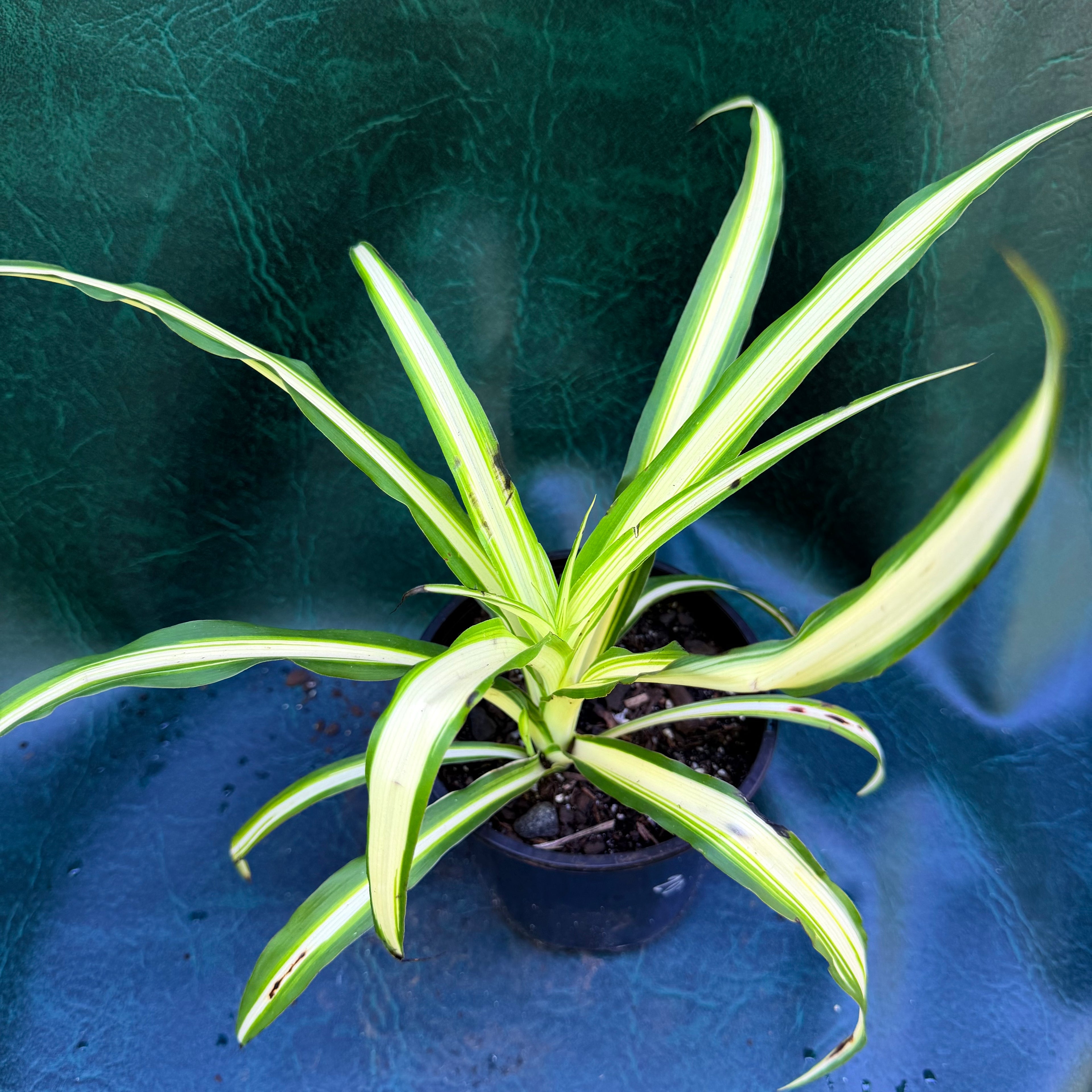 Chlorophytum Comosum 'Spider Plant'