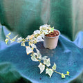 Hedera Ivy