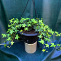 Hedera Ivy