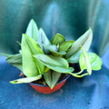 Scindapsus Treubii Moonlight
