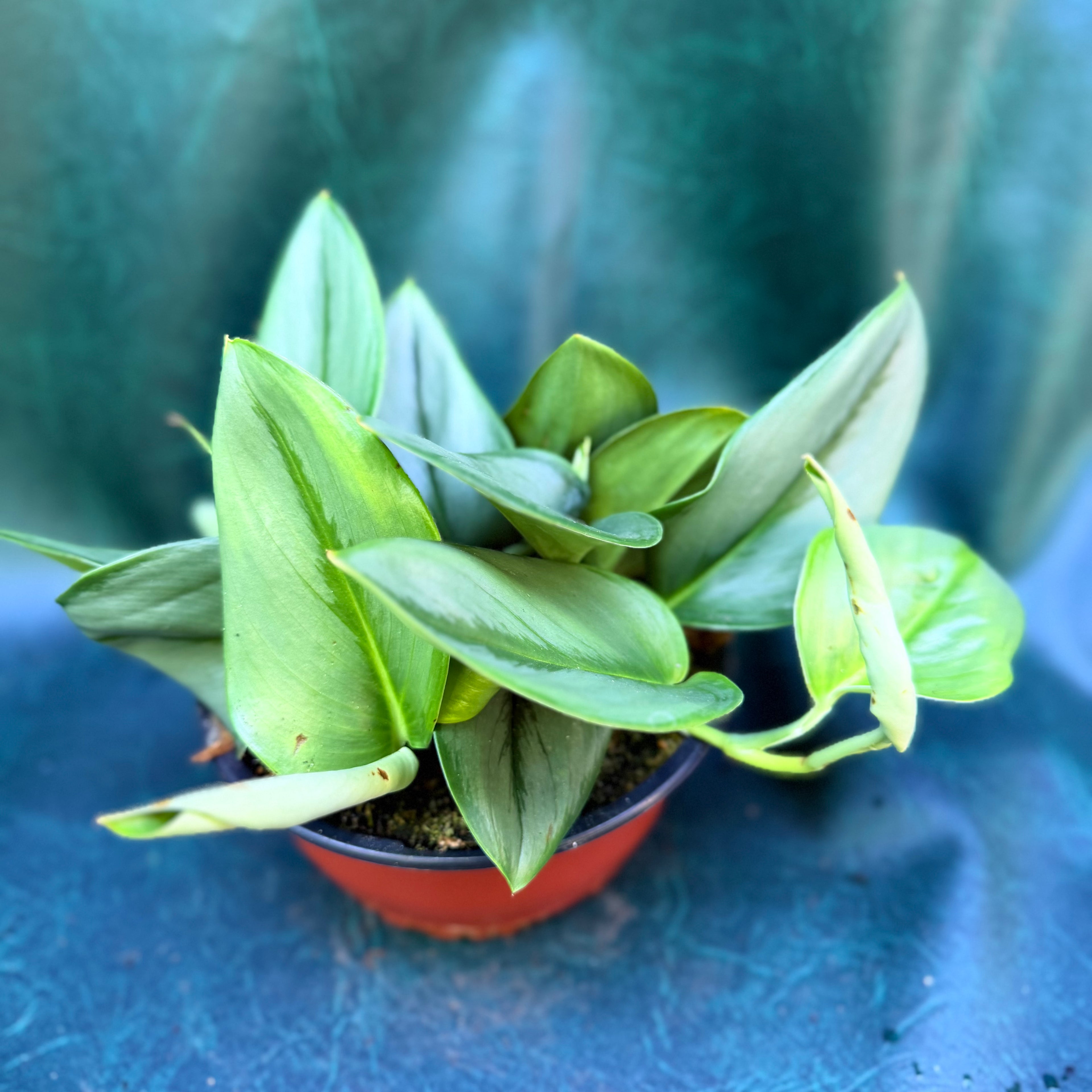 Scindapsus Treubii Moonlight