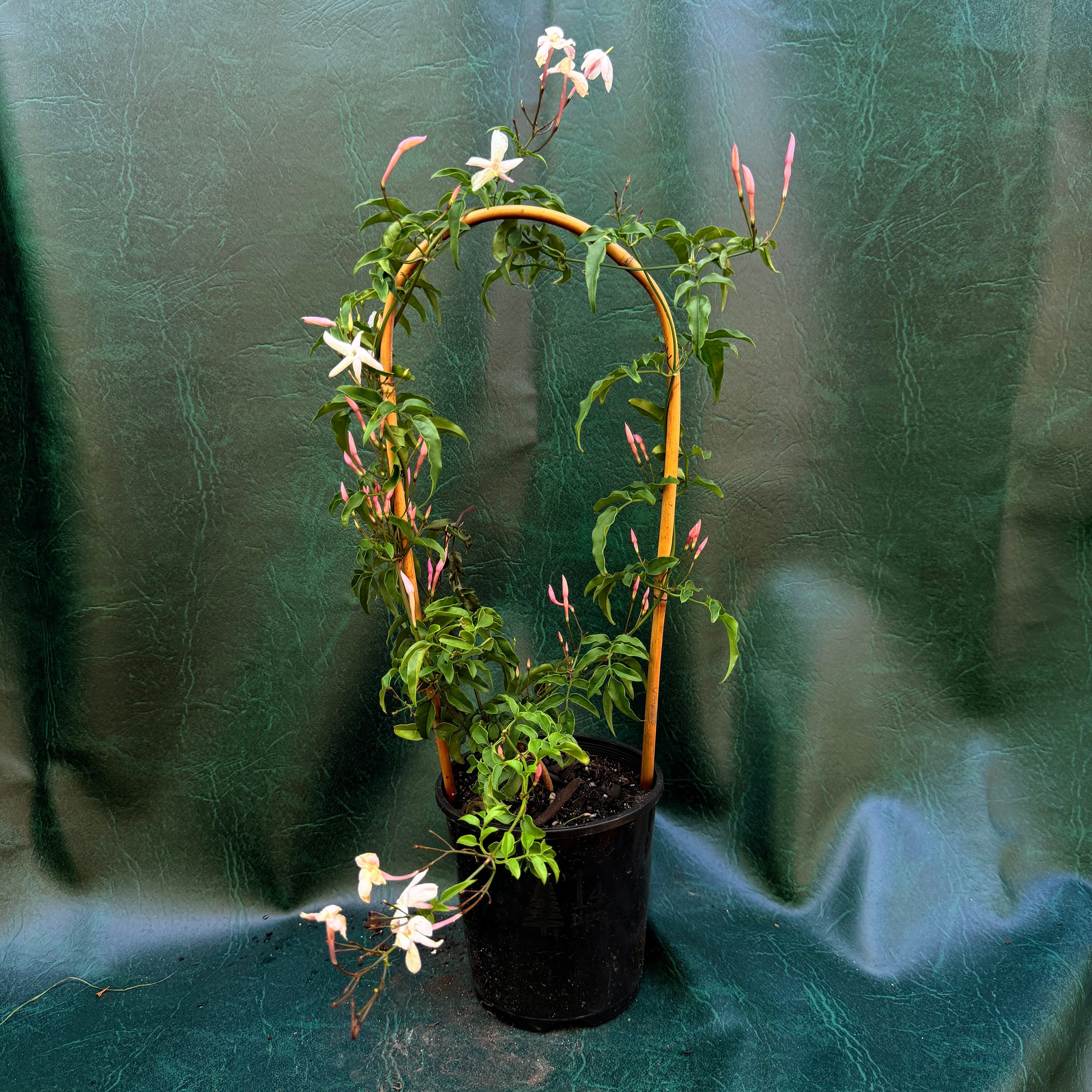 Jasmine Polyanthum